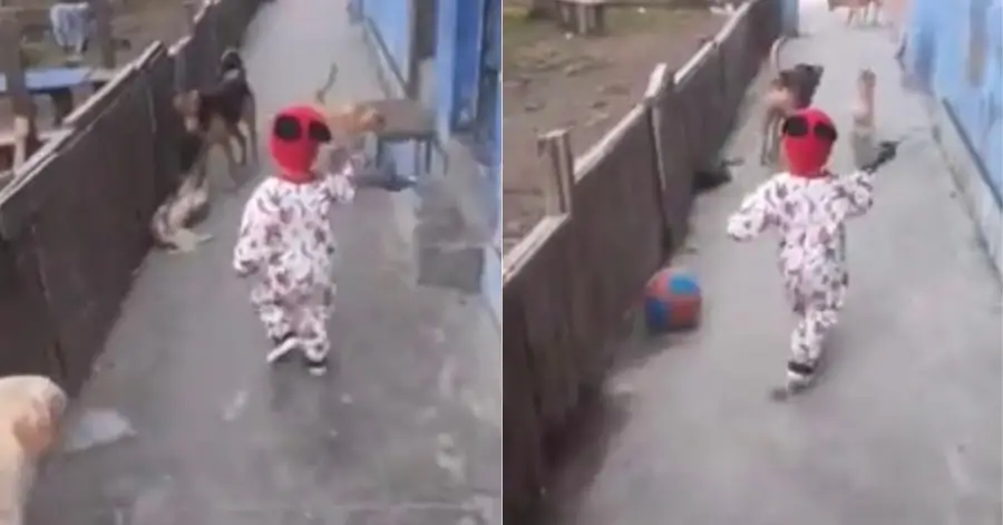 Child Playing With Dogs Ball Appears Out Of Thing Air 