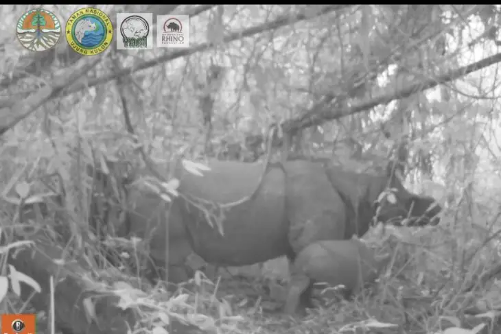 Rhino Babies