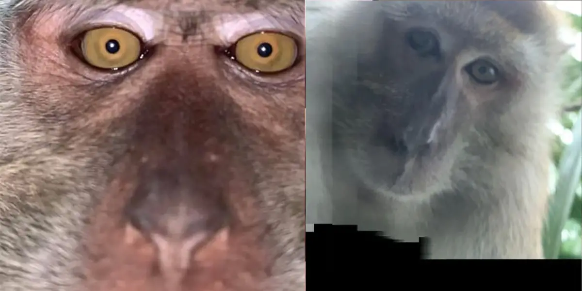Monkey Malaysia Selfie