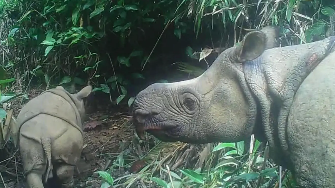 Endangered Javan Rhino Babies