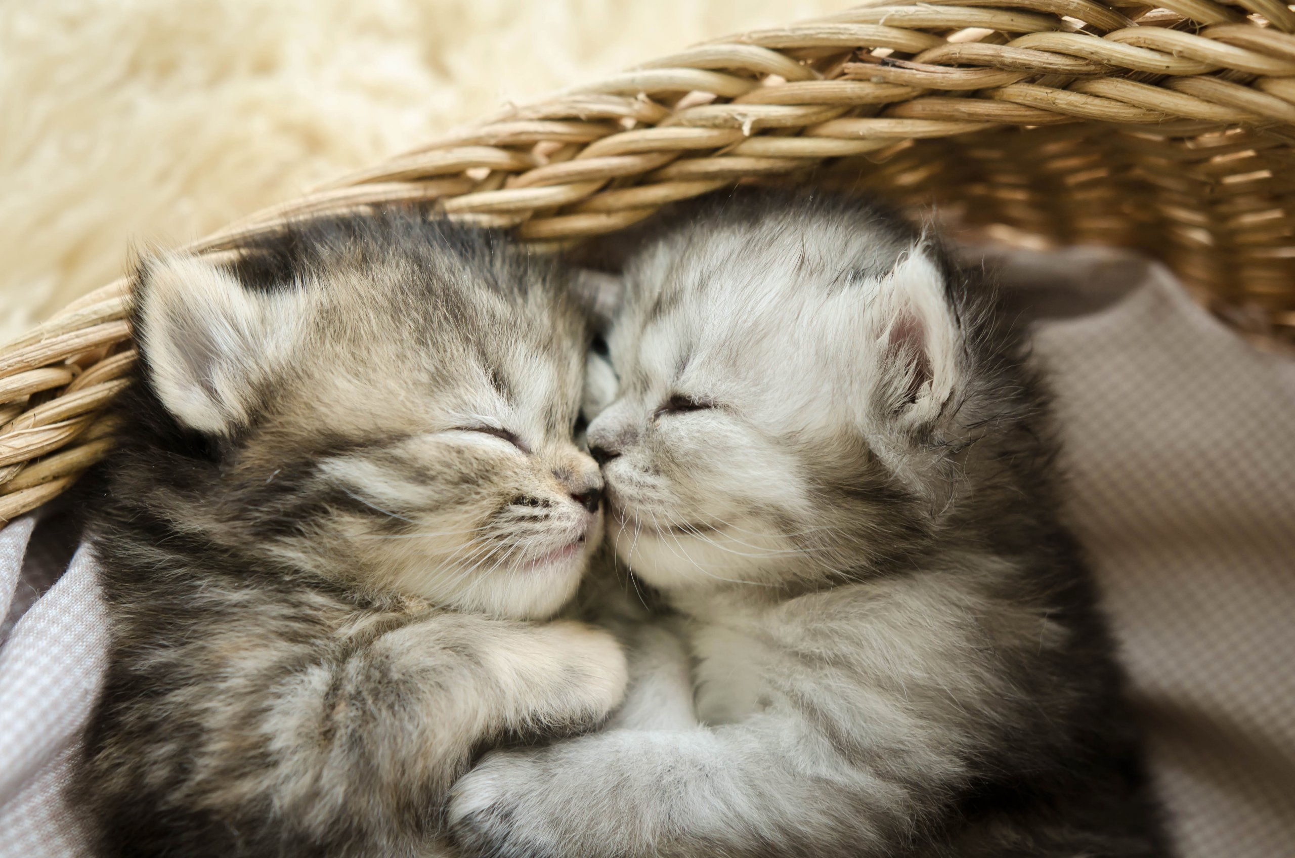 Cute tabby kittens