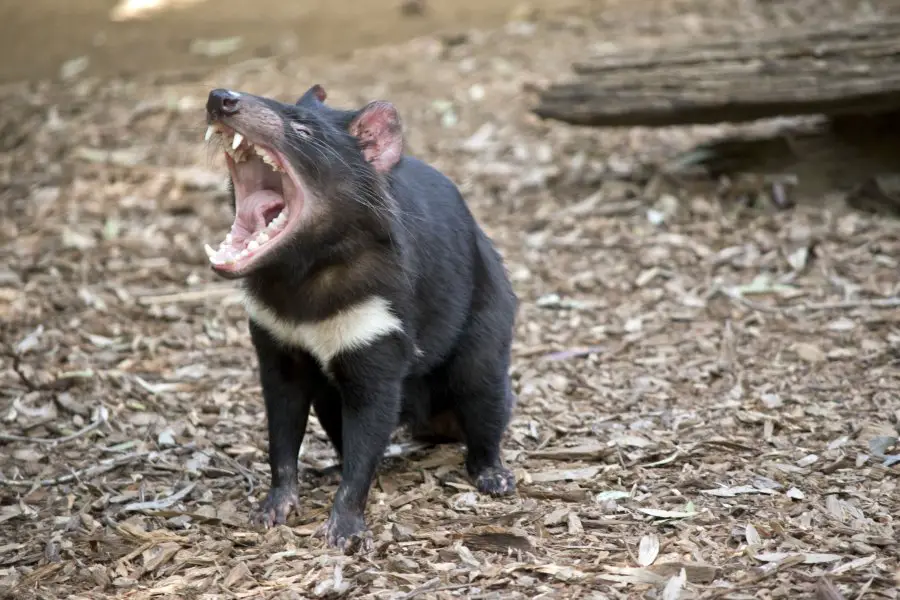 the Tasmanian devil is bearing his teeth