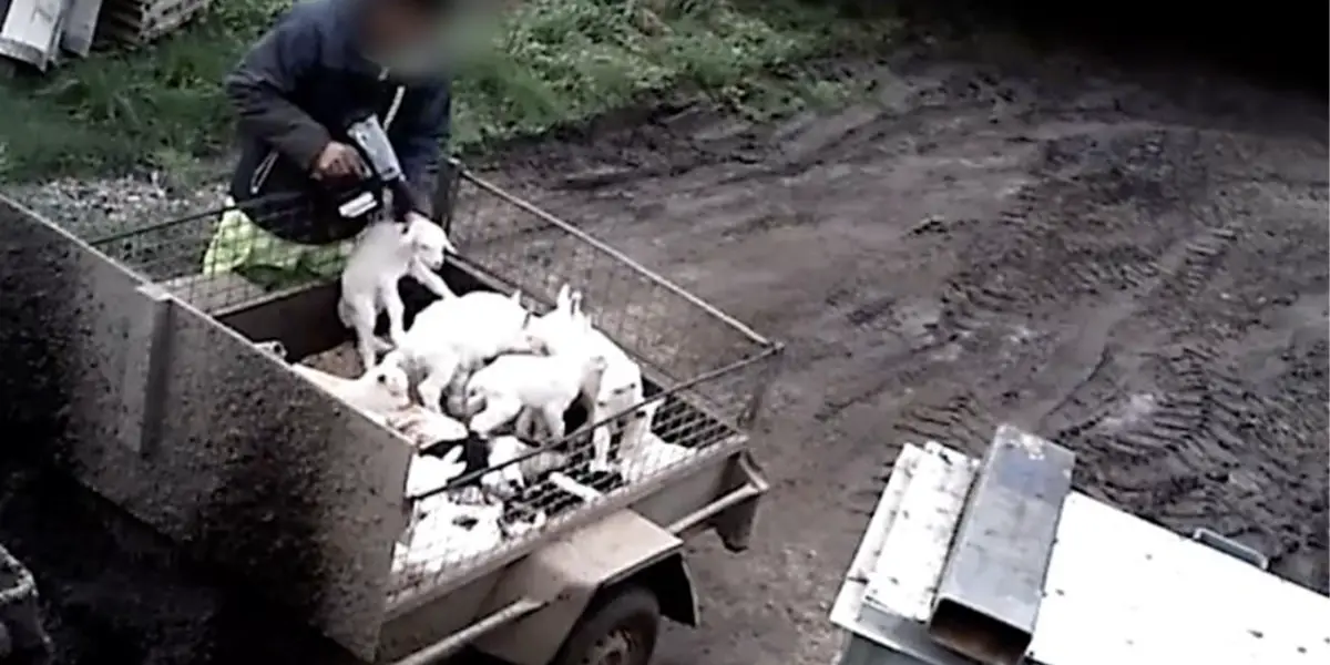 Farmer Shooting Baby Goats In The Head