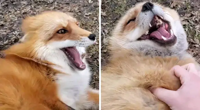 rescued foxes