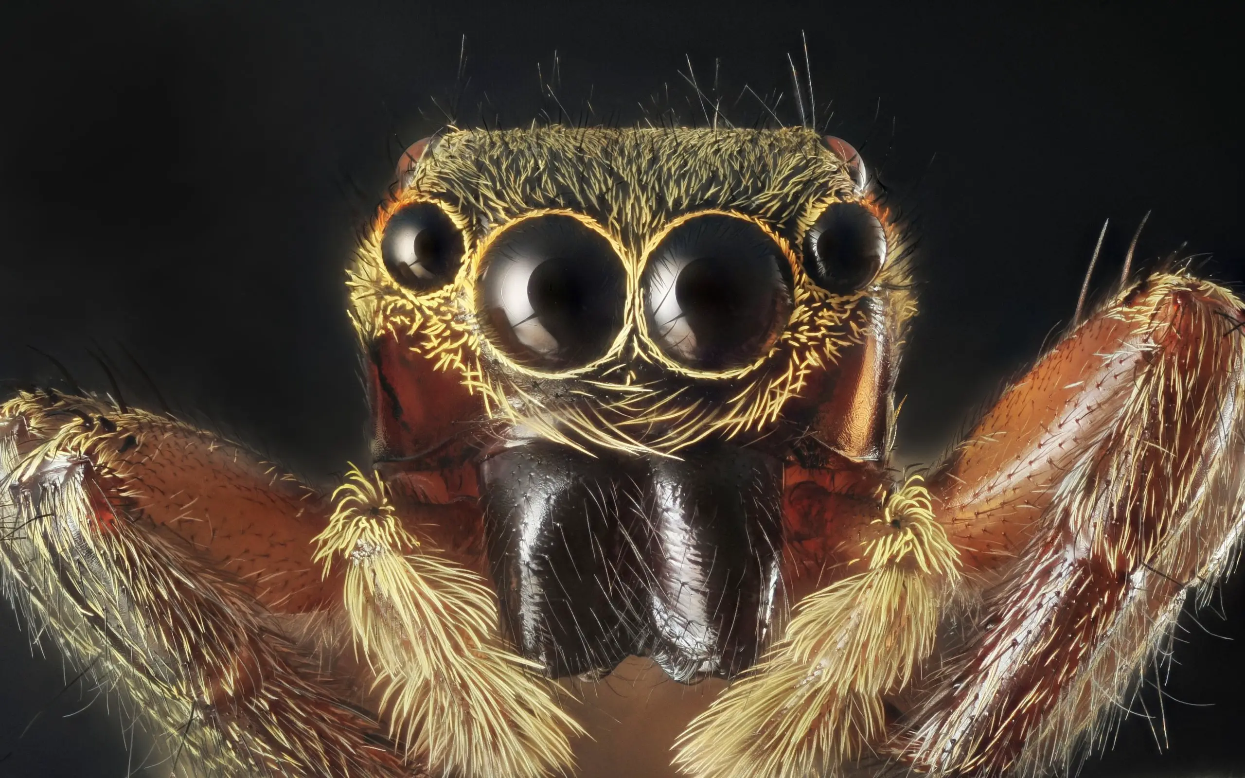 spider portrait with 7x magnification and full depth of view