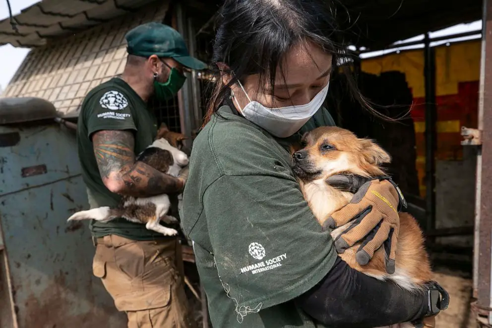 200 Dogs Rescued In South Korean Dog Farms