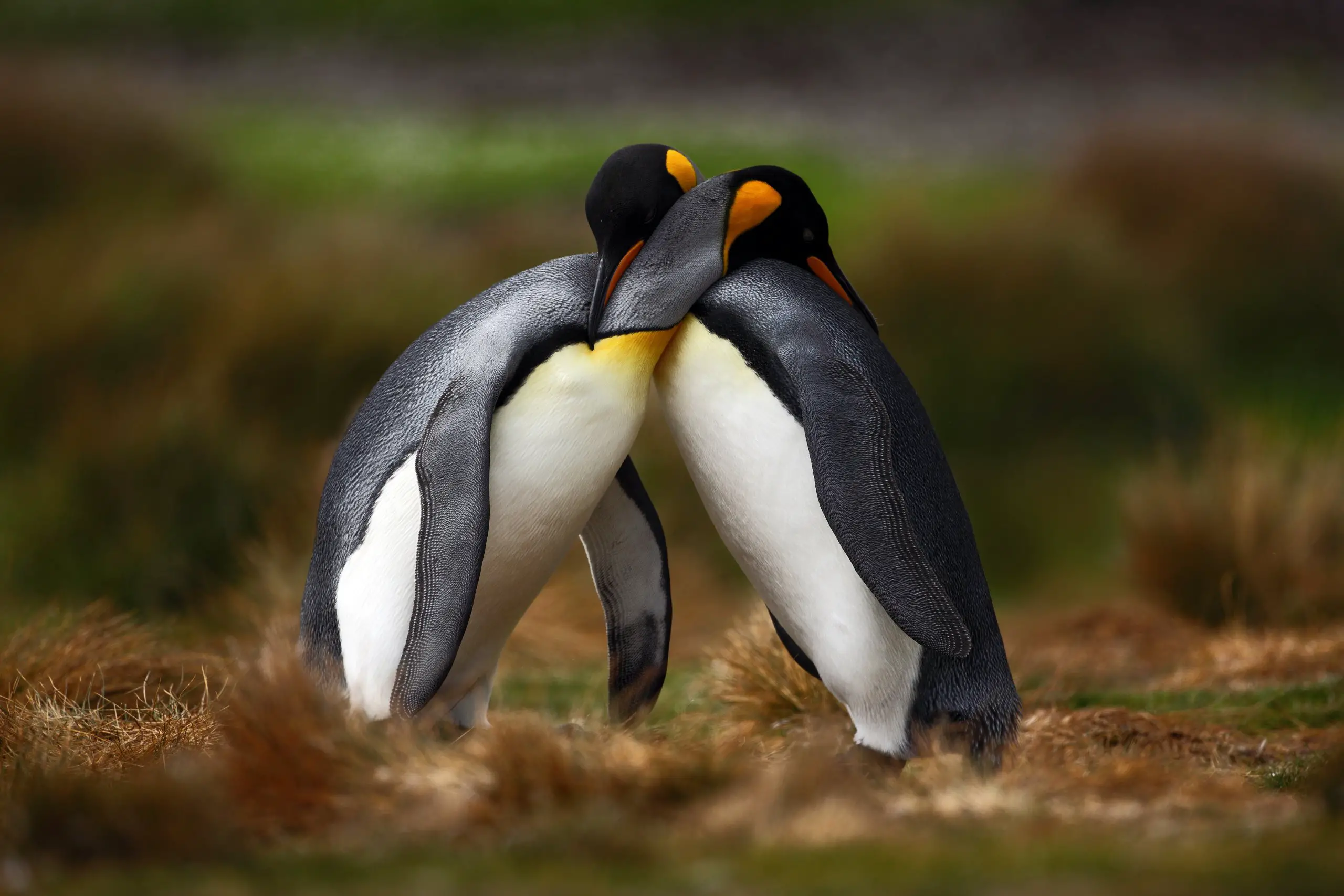 king penguin couple cuddling in wild nature with green background