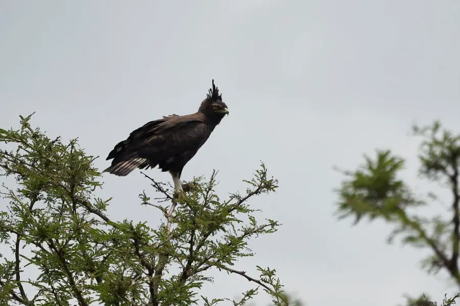 Crowned eagle African crowned eagle hawk Stephanoaetus coronatus Lake Nakuru Kenya. High quality photo