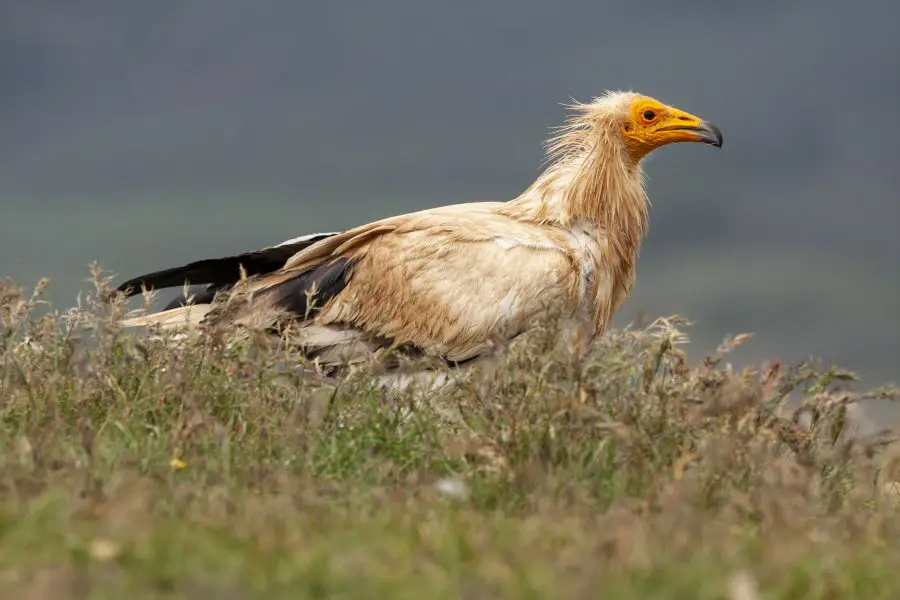 Egyptian vulture 
