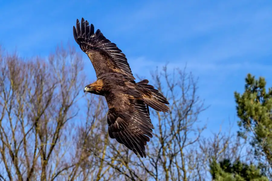 The golden eagle, Aquila chrysaetos is one of the best-known birds of prey in the Northern Hemisphere.