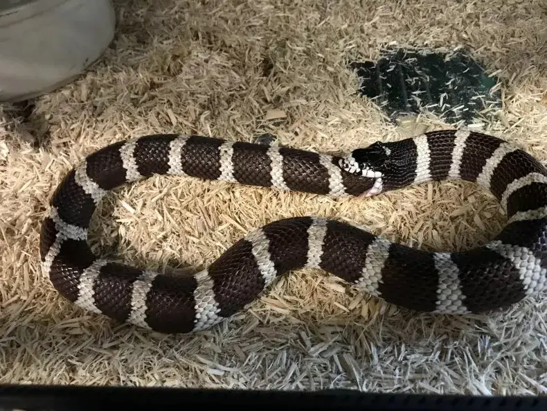 Snake Eats Itself In 'Forgotten Friend' Sanctuary