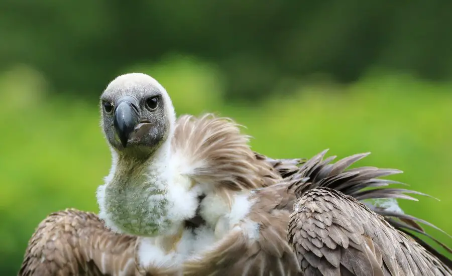 Endangred Vulture Species