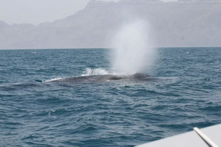Blue Whale Songs In The Indian Ocean 