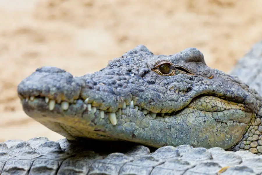 crocodylus niloticus