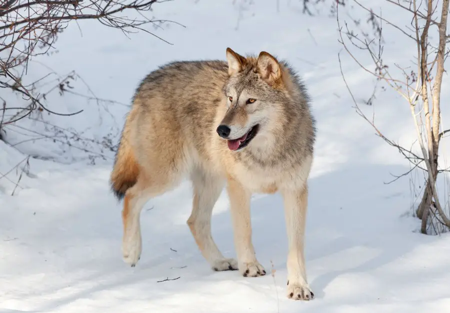 Idaho Wolf Bill 