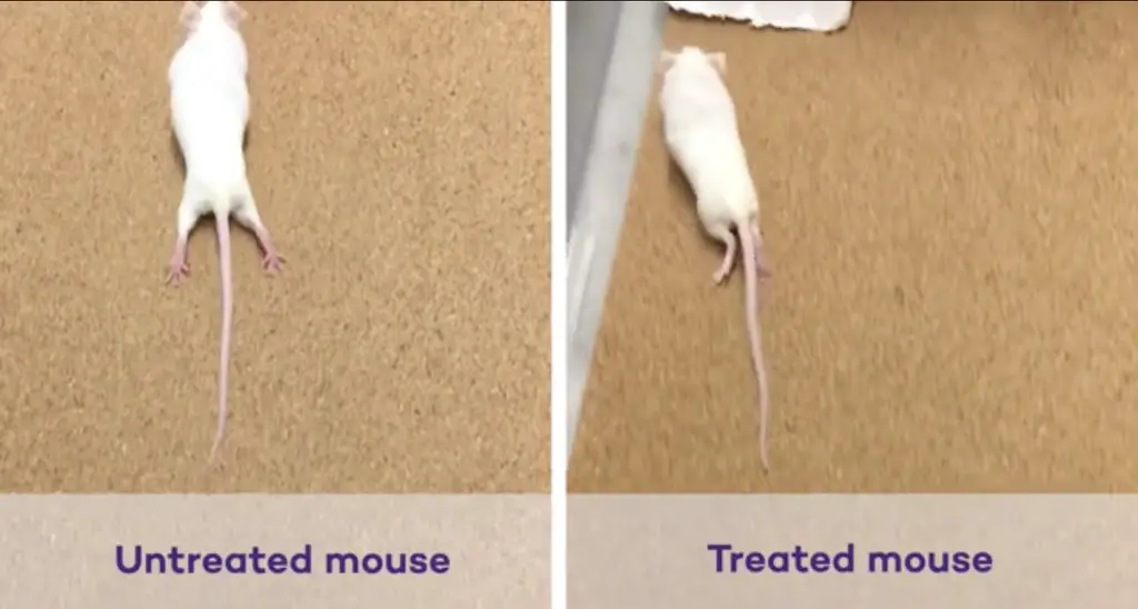 paralyzed mice to walk again