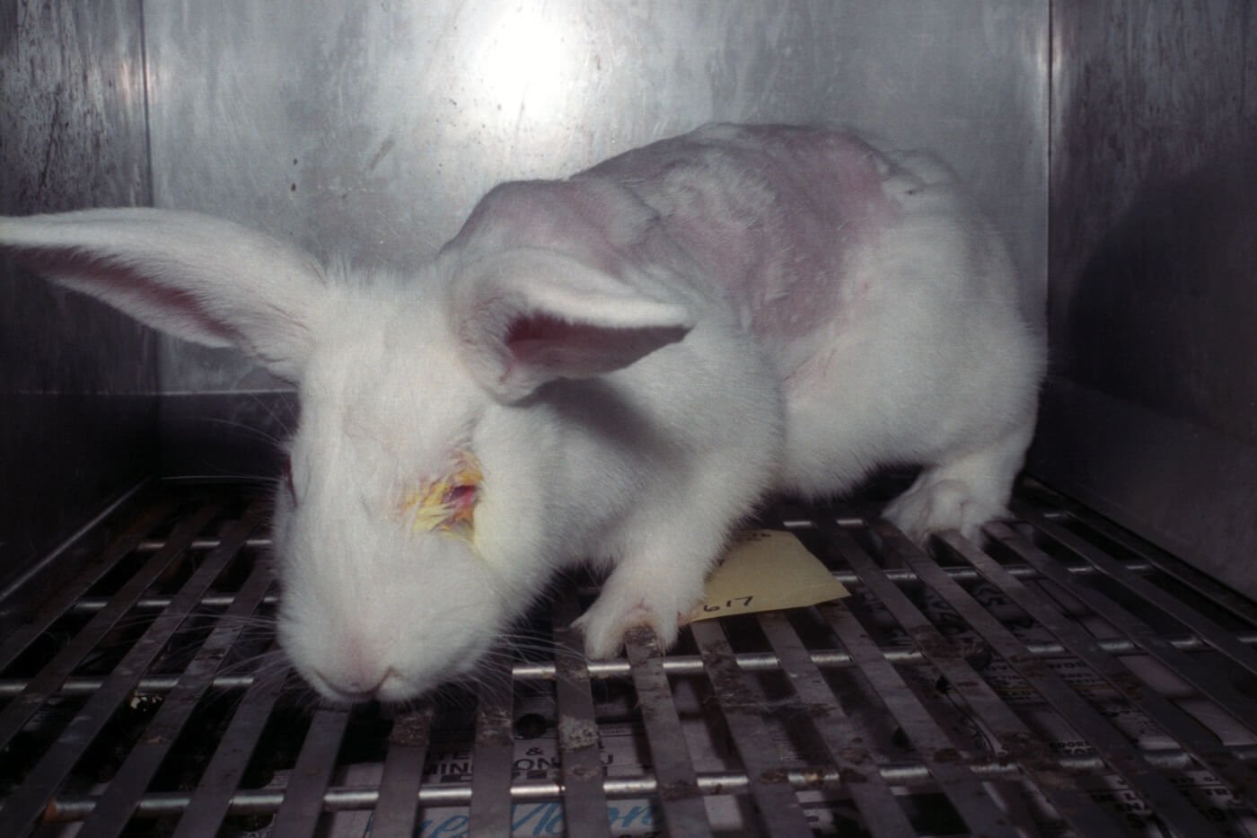 Another US State Just Banned Sale Of Makeup Tested on Animals