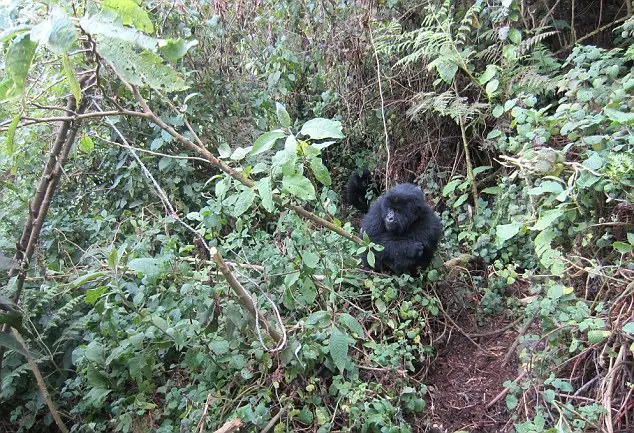 Gorillas Were Observed Destroying Poachers' Traps In the Wild