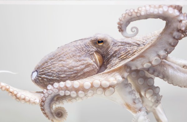 common octopus 2023 01 25 07 59 57 utc